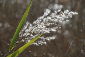 芦苇草丛飞絮图片