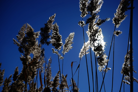 芦苇草丛飞絮图片