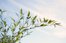 芦苇草丛飞絮图片