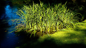 芦苇草丛飞絮图片