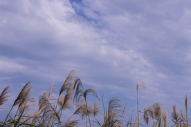 芦苇草丛飞絮图片