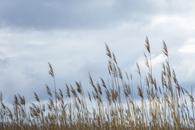 芦苇草丛飞絮图片