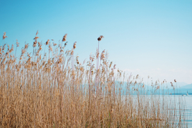 芦苇草丛飞絮图片