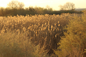 芦苇草丛飞絮图片