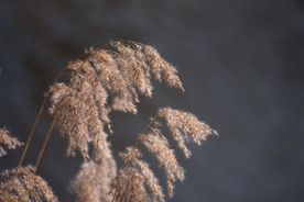 芦苇草丛飞絮图片
