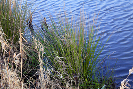 芦苇草丛飞絮图片