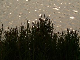 芦苇草丛飞絮图片