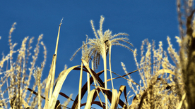 芦苇草丛飞絮图片