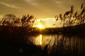芦苇草丛飞絮图片