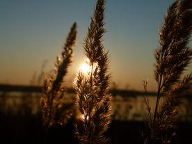 芦苇草丛飞絮图片