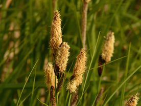 芦苇草丛飞絮图片