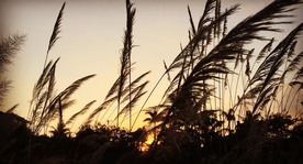 芦苇草丛飞絮图片