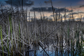 芦苇草丛飞絮图片