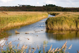 芦苇草丛飞絮图片