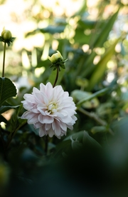 大丽花美丽图片