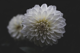 大丽花美丽图片