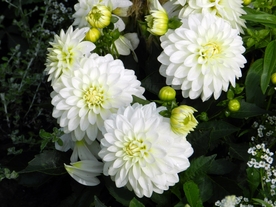 大丽花美丽图片