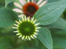 松果菊美丽图片