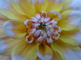 大丽花美丽图片