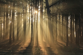 树林森林丛林树木图片