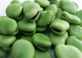 蚕豆五谷杂粮图片