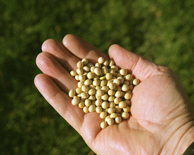 黄豆五谷杂粮图片