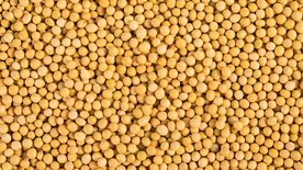 黄豆五谷杂粮图片
