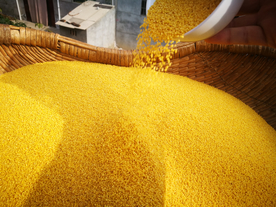 小米五谷杂粮图片