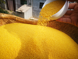 小米五谷杂粮图片