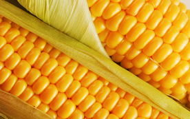 玉米五谷杂粮图片