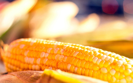 玉米五谷杂粮图片