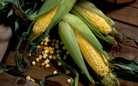 玉米五谷杂粮图片
