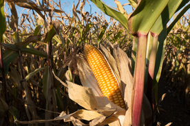 玉米五谷杂粮图片
