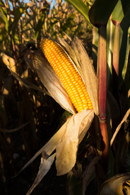 玉米五谷杂粮图片