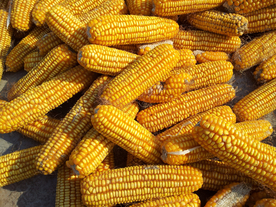 玉米五谷杂粮图片