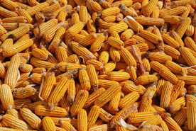 玉米五谷杂粮图片