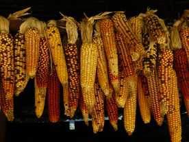 玉米五谷杂粮图片