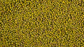 绿豆五谷杂粮图片