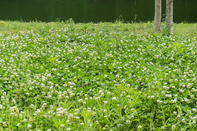 绿草白色小米花