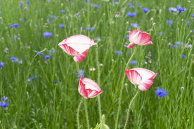 四朵红白凤尾花