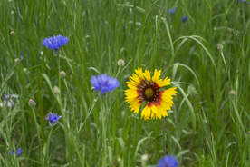 草丛中的花色向阳花