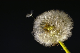 蒲公英的种子