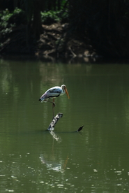 长嘴巴鹈鹕空山鸟语图片