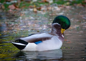 绿头鸭空山鸟语图片