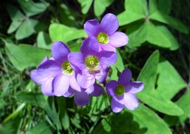 酢浆草清新图片