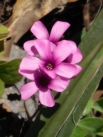 酢浆草清新图片