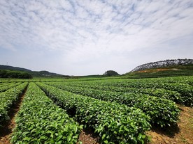 茶园