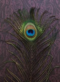 孔雀羽毛羽翼图片