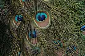 孔雀羽毛羽翼图片