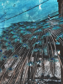 孔雀羽毛羽翼图片